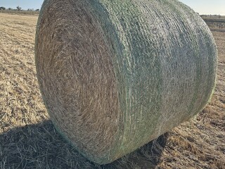 Hay 1